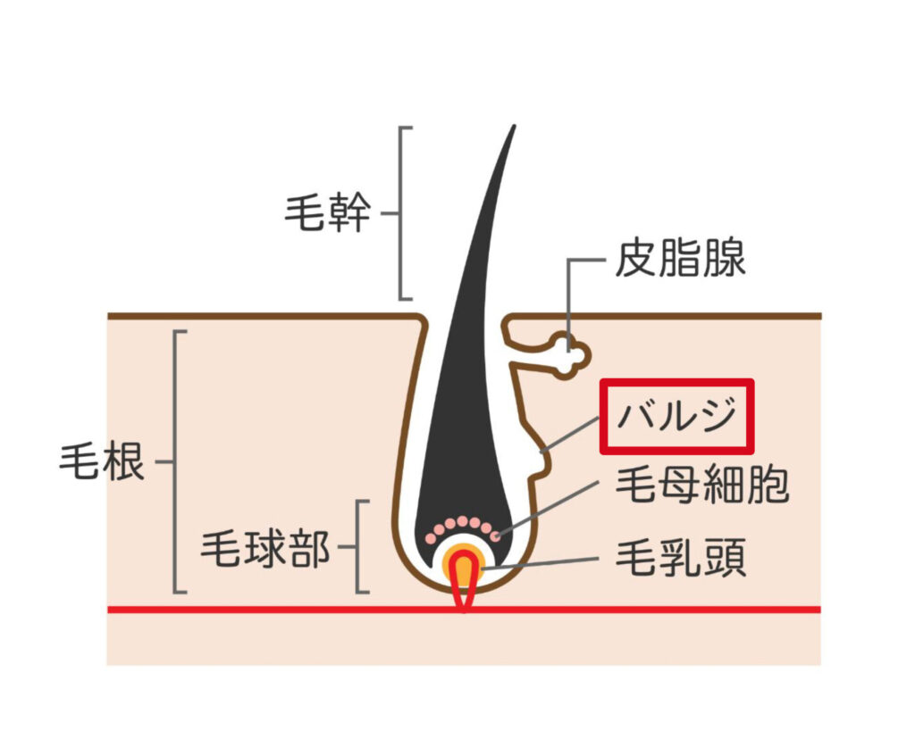 毛根バルジ領域